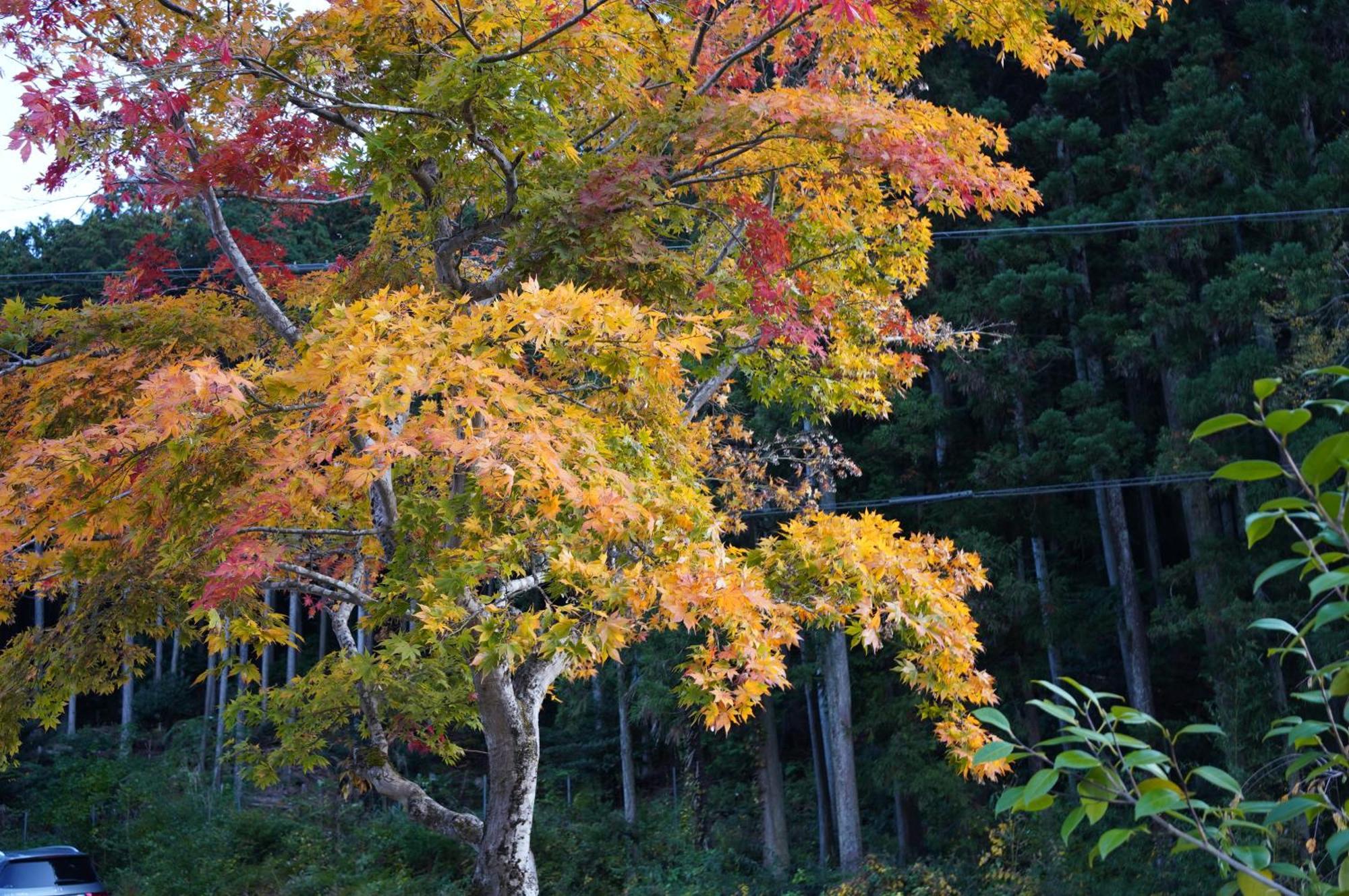 Satoyama Hotel Kanenone Tamba Maibara Zewnętrze zdjęcie