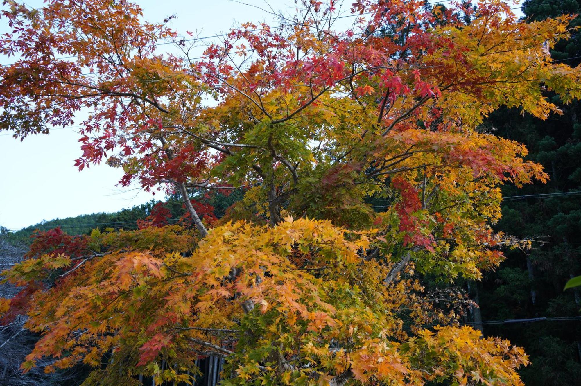 Satoyama Hotel Kanenone Tamba Maibara Zewnętrze zdjęcie